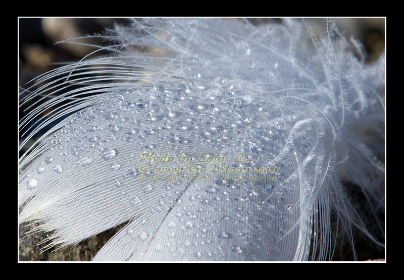 Dew on Feather