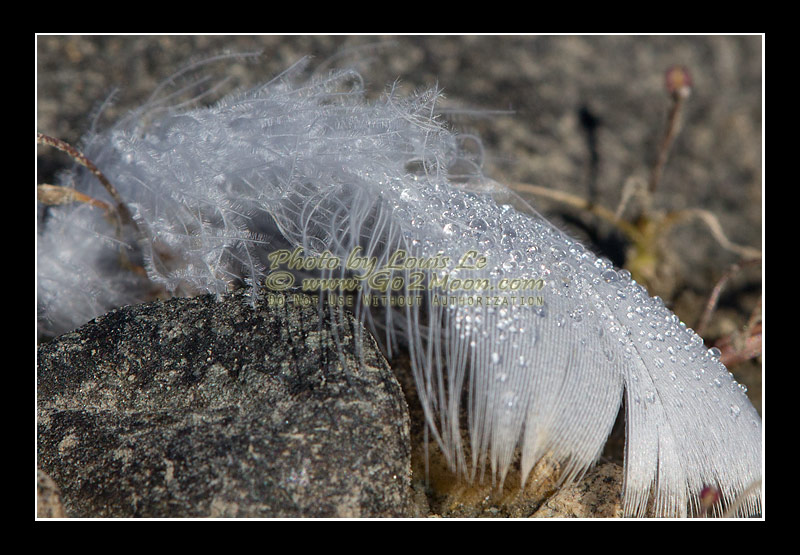 Water Droplet on Feather