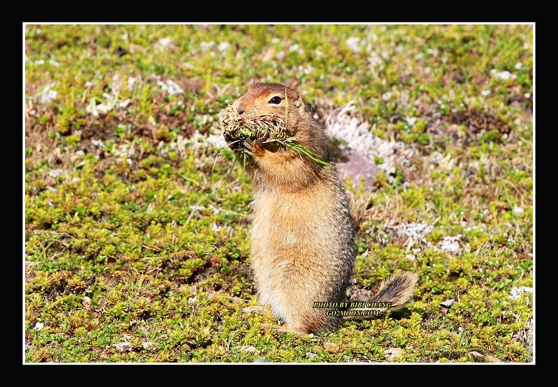 Gluttonous Squirrel