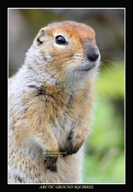 Portrait of Ground Squirrel