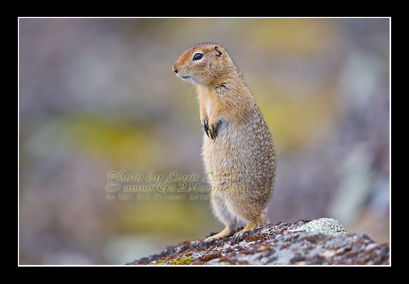 Alaska Ground Squirrel