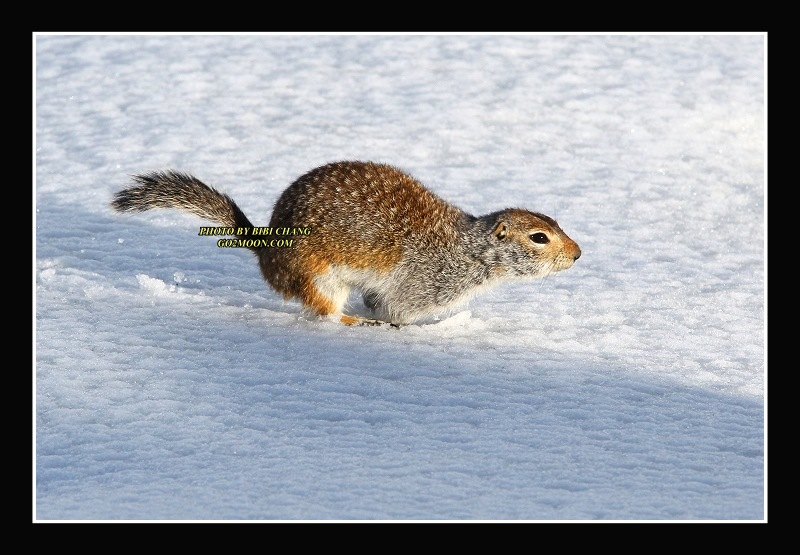 Squirrel on Snow