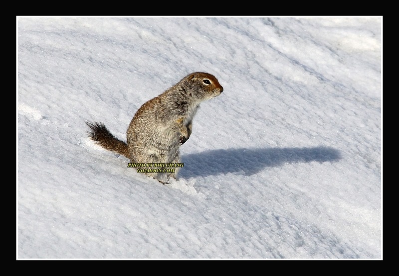 Arctic Squirrel on Snow