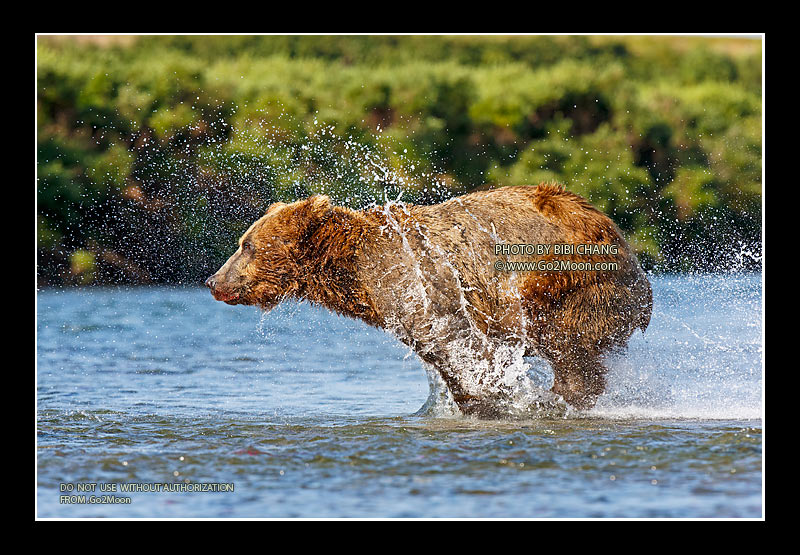 Bear Running