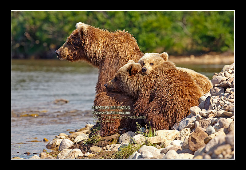 Brown Bear with Cubs