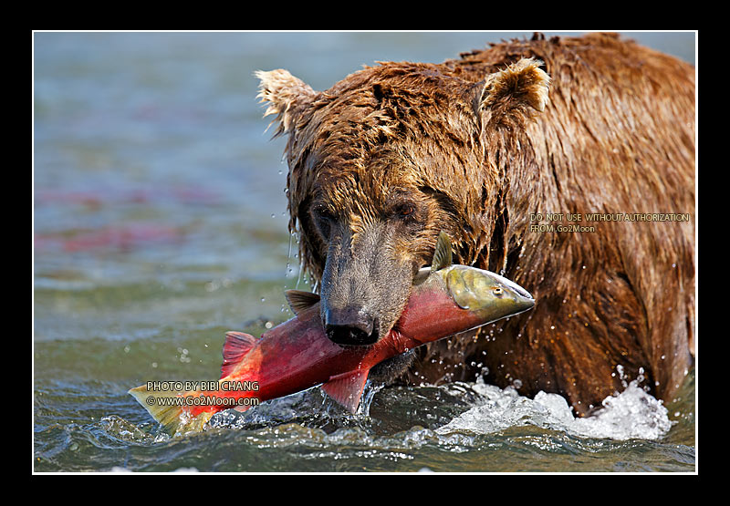 Bear with Fish in Mouth