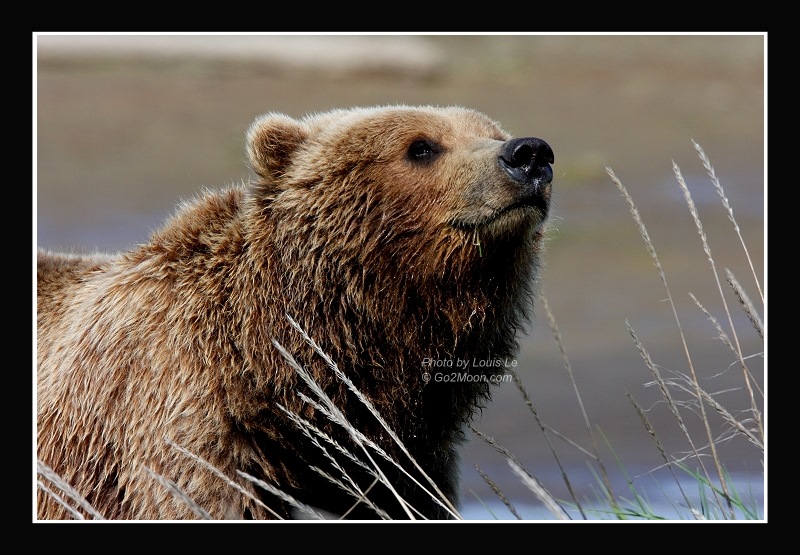 Katmai Bear