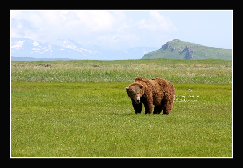 Bear in Meadow
