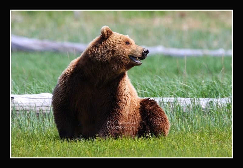 Katmai Bear in Wild