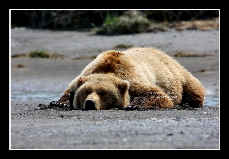 Bear Sleeping