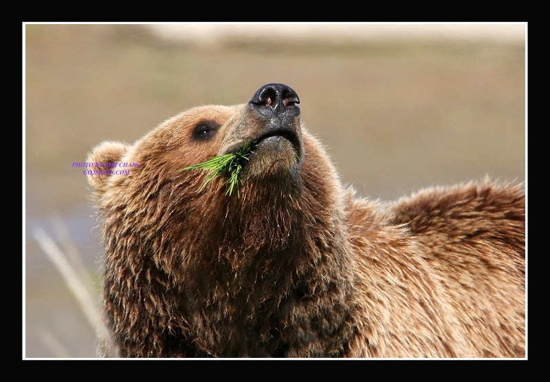 Brown Bear Eating
