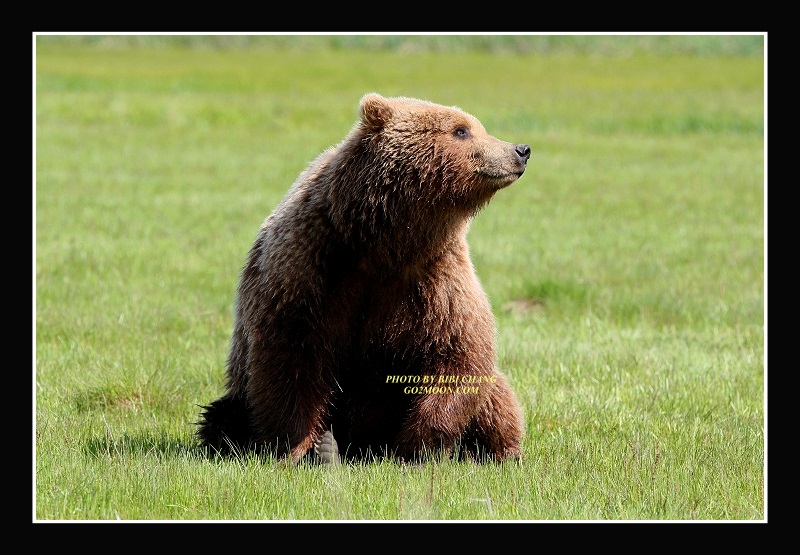 Brown Bear in Katmai Park