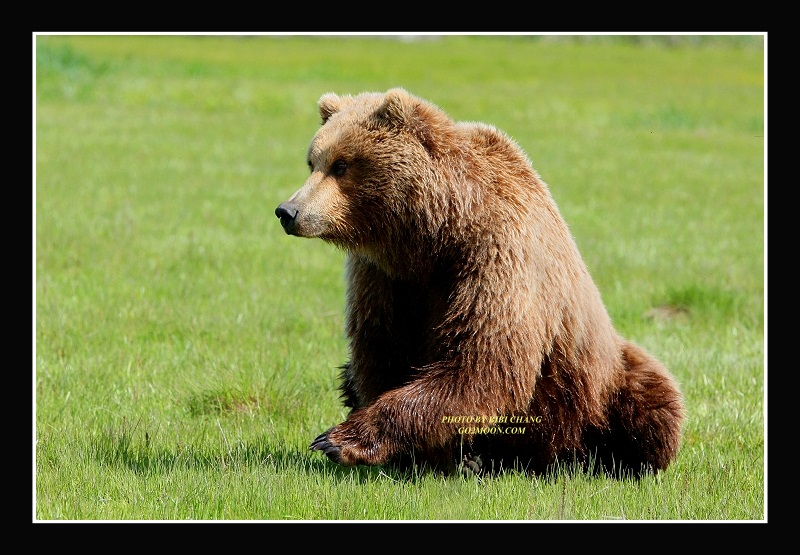 Brown Bear in Katmai Park