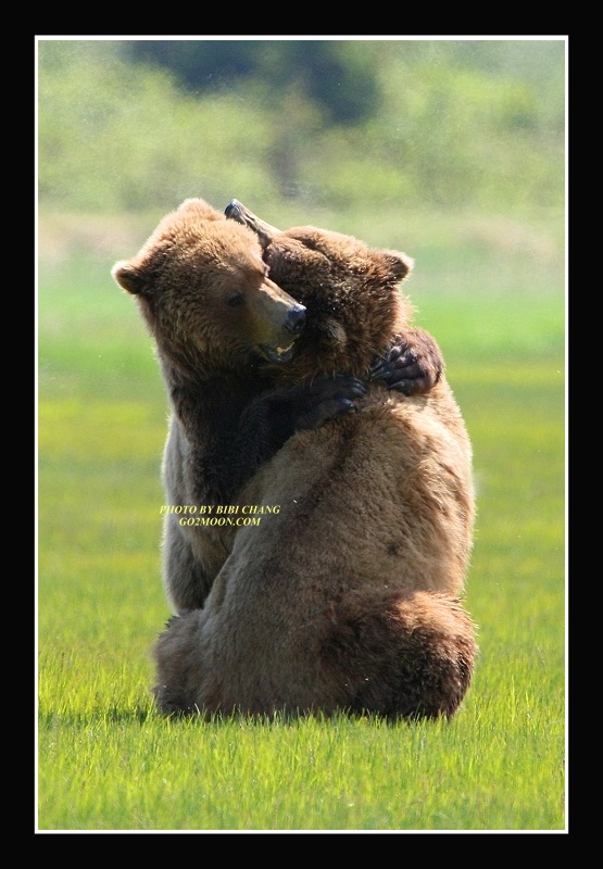 Brown Bear Hug