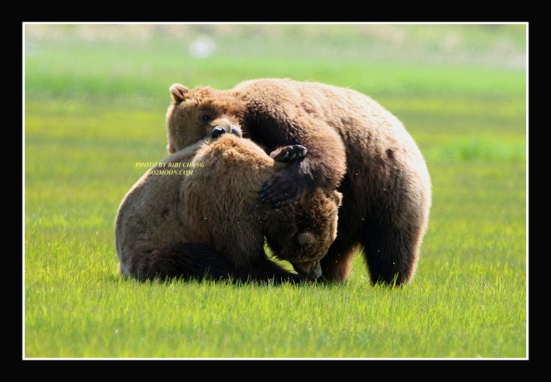 Two Bears Playing