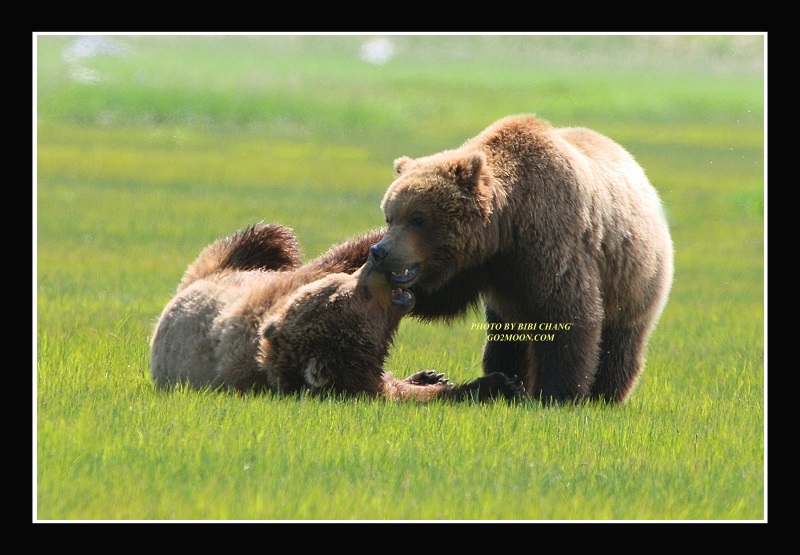Bears Playing