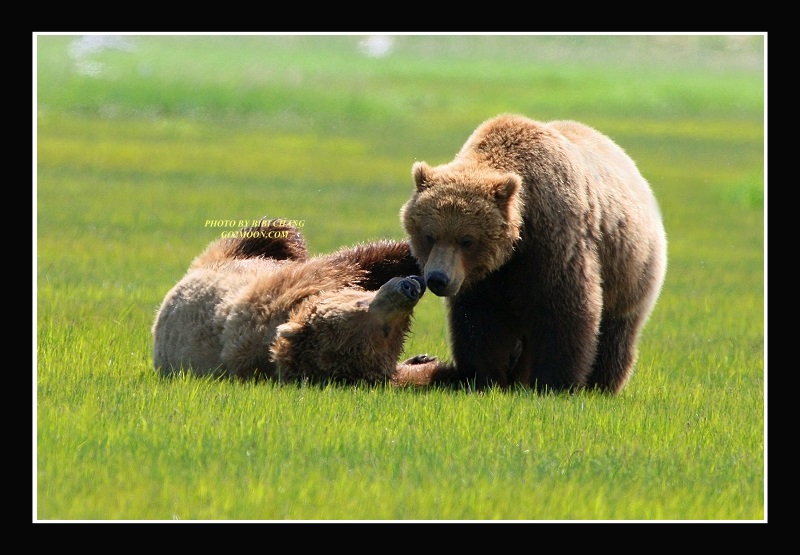 Bear Playing