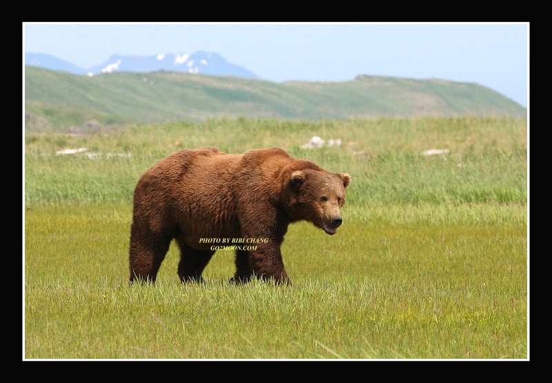 Bear in Meadow