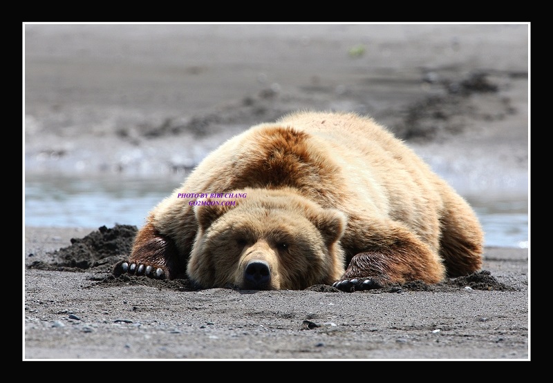 Bear Sleeping