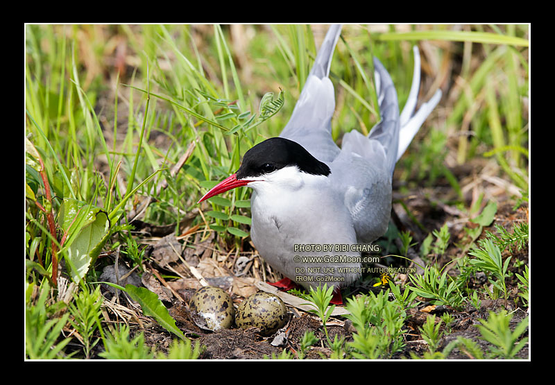 Arctic Tern and Eggs