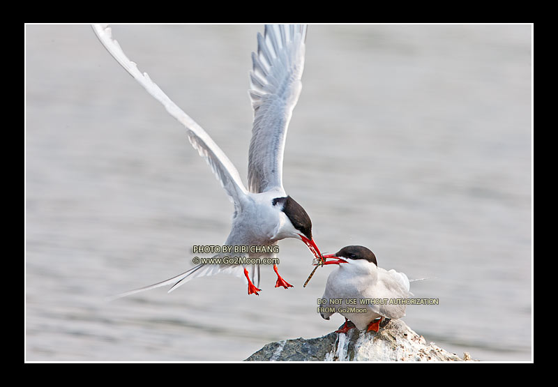 Arctic Tern Feeding