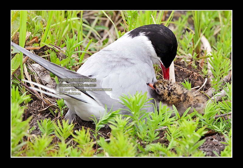 Arctic Tern Nursing Chick