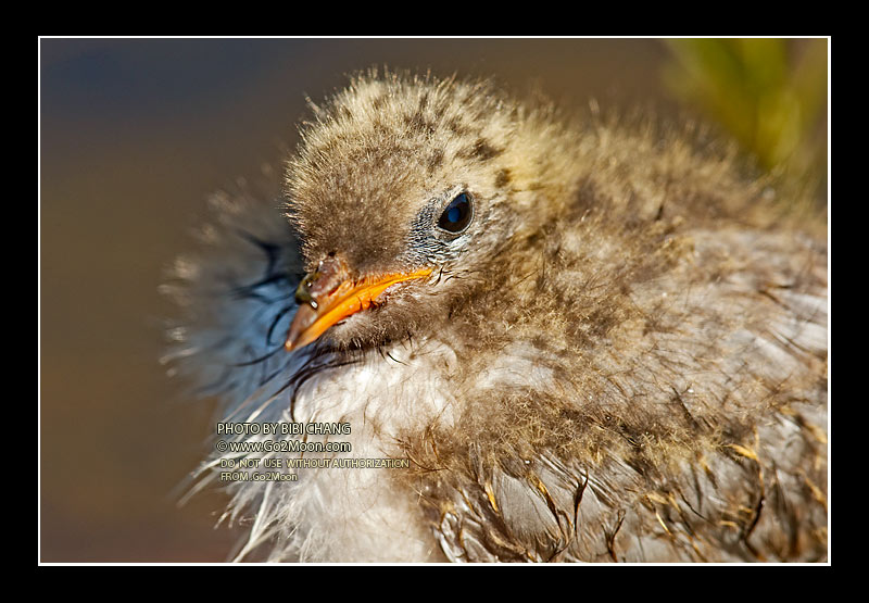 Arctic Tern Chick
