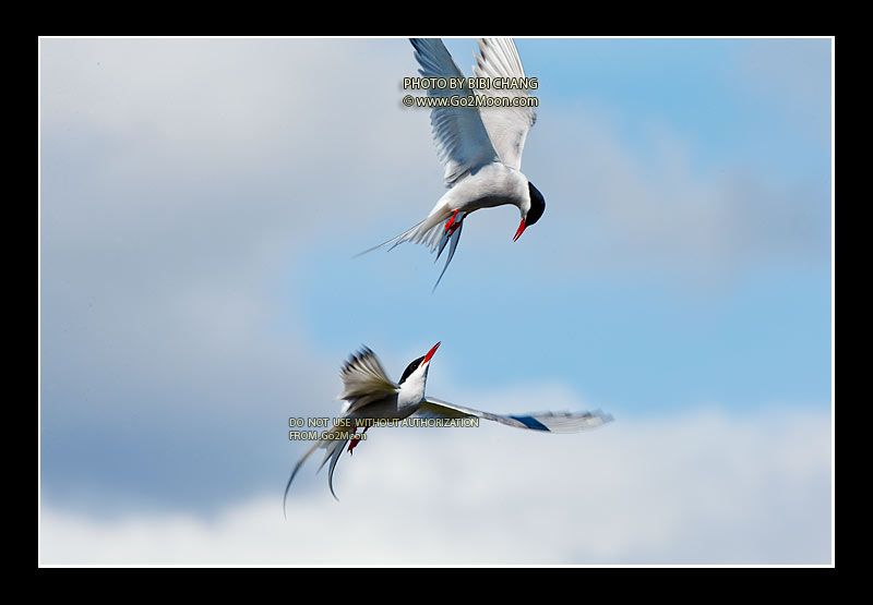 Arctic Tern Fighting