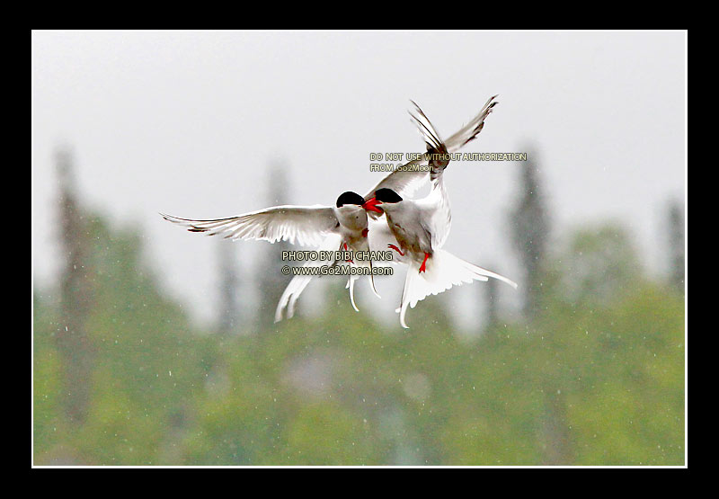 Arctic Terns Fighting