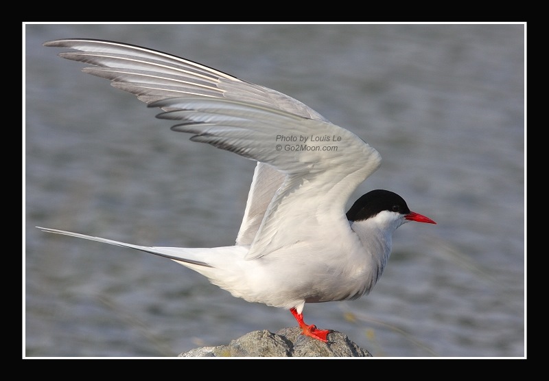 Arctic Tern Wing