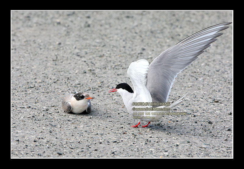 Arctic Tern Attack Chick