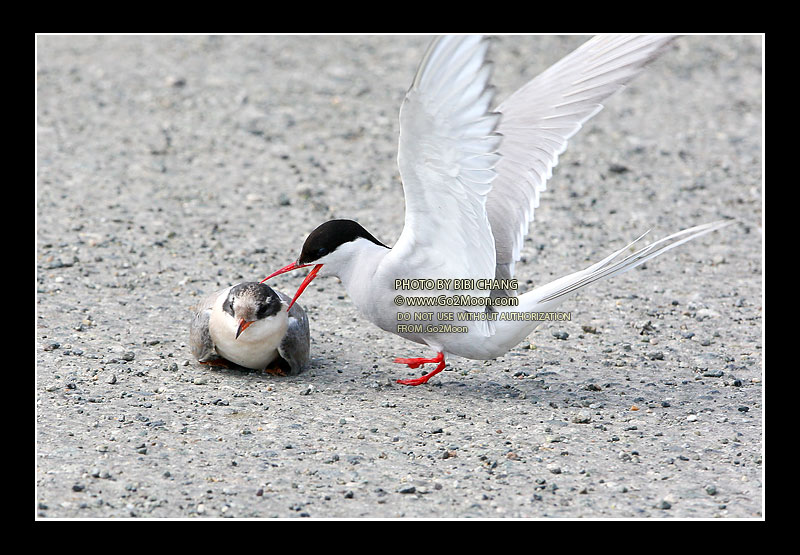 Arctic Tern Attack Chick