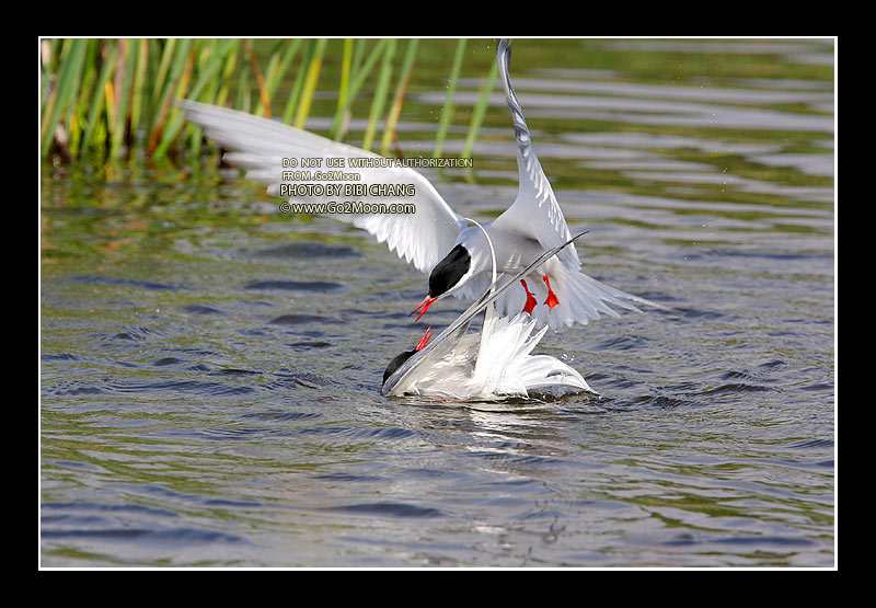 Arctic Tern Rescue
