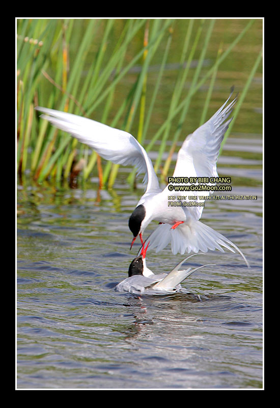 Arctic Tern Beak to Beak Rescue