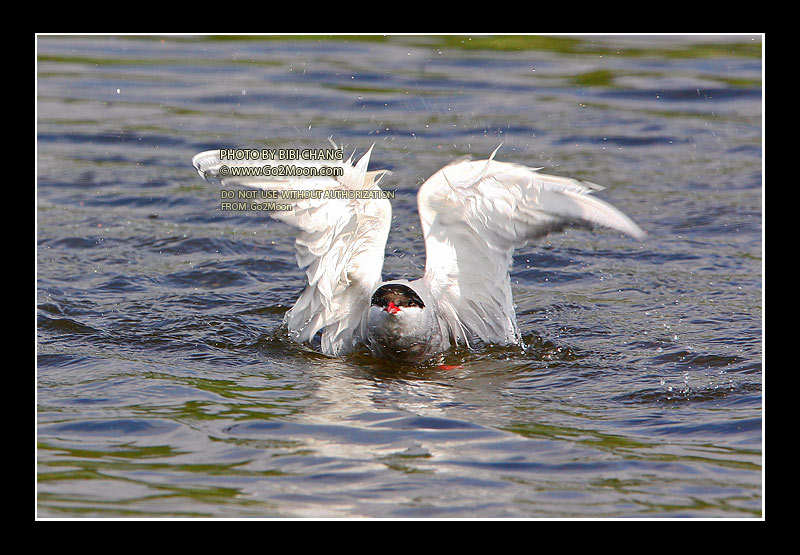 Arctic Tern in Distress
