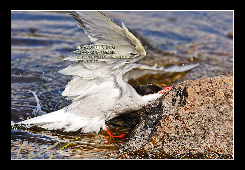 Arctic Tern in Distress