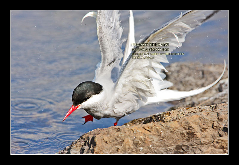 Arctic Tern Drying Feathers