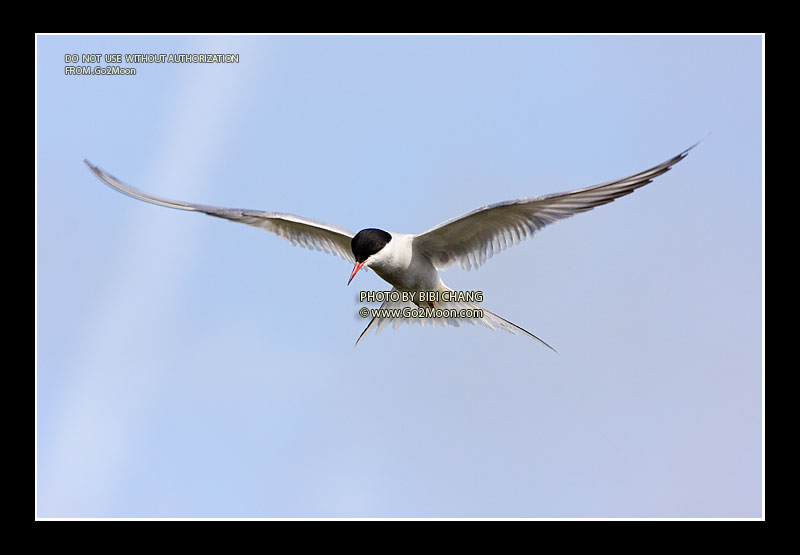 Arctic Tern Hovering Over Injured Mate