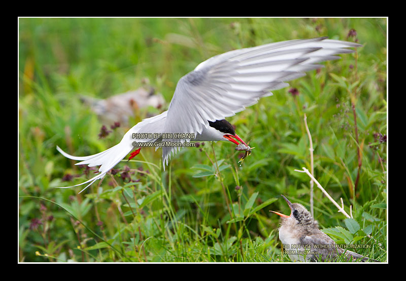 Juvenile Arctic Tern