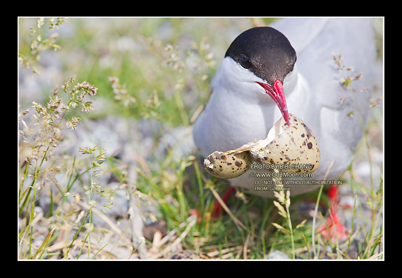 Arctic Tern Cleaning Nest
