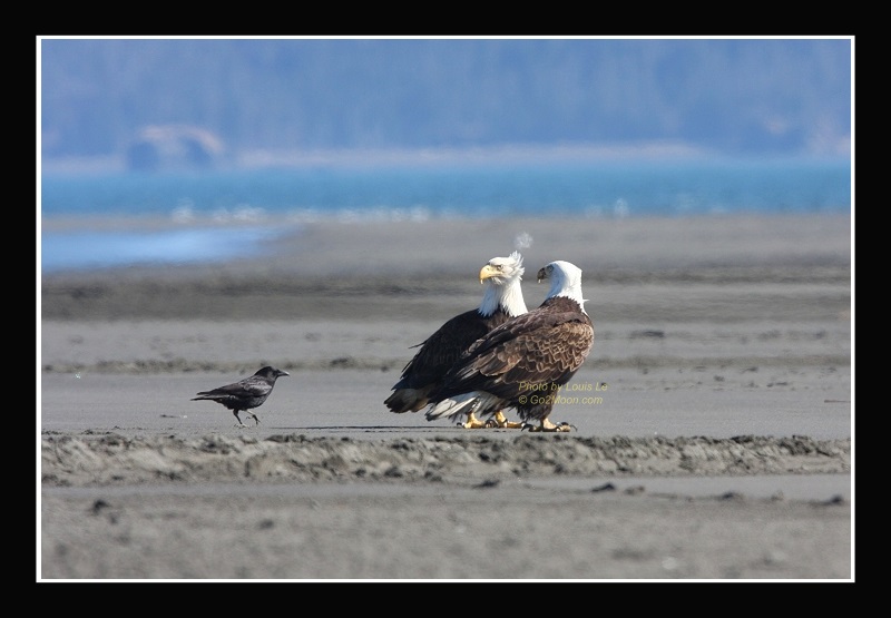 Crow and Eagle