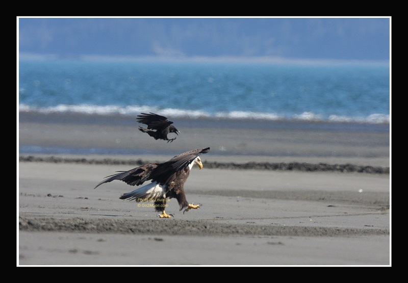 Crow and Eagle