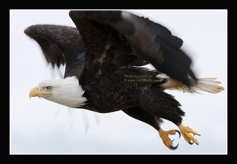 Eagle in Alaska