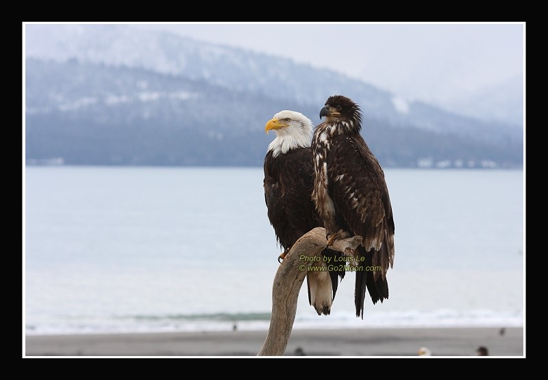 Eagle Father and Son
