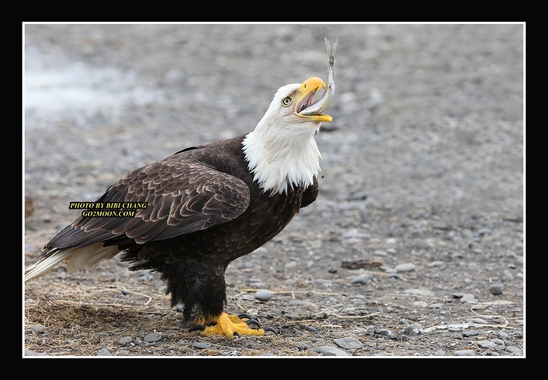 Bald Eagle Eating Herring