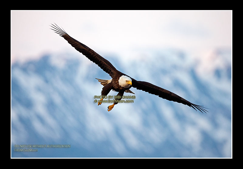 Eagle in Alaska