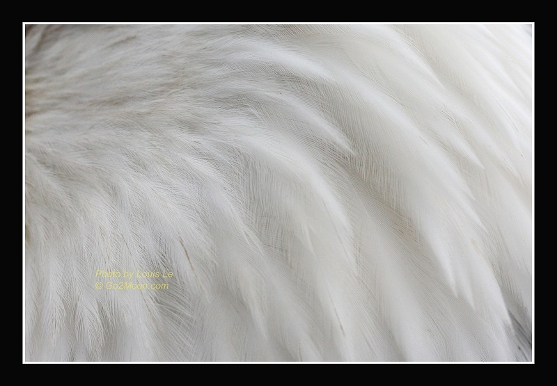Bald Eagle Feather Detail