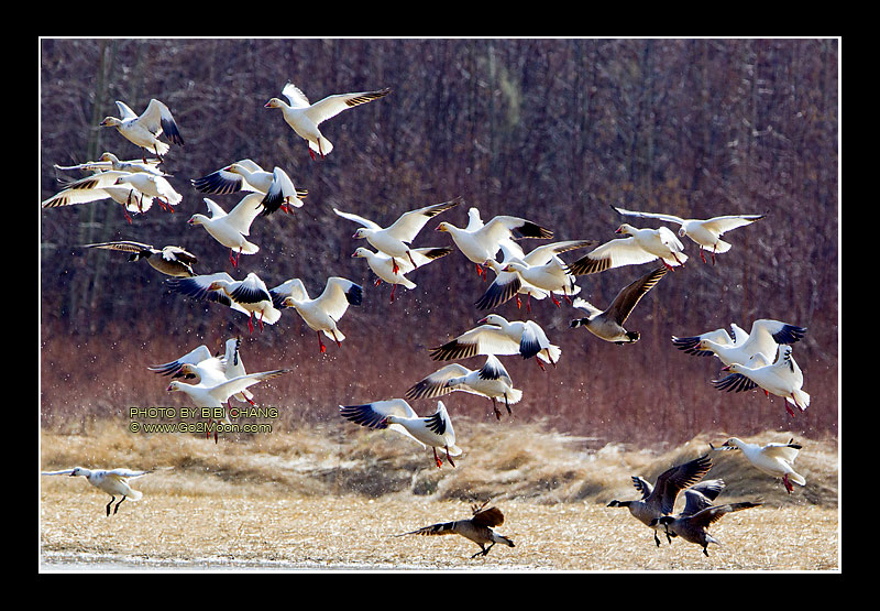 Snow Geese Landing