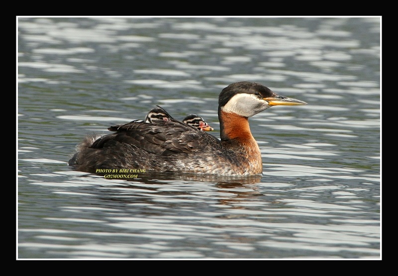 Red Necked Grebe and Chicks