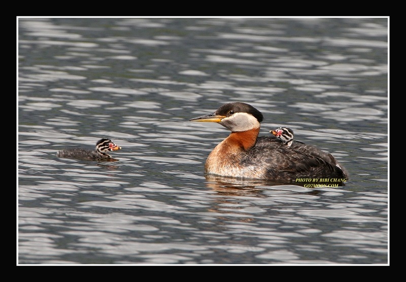 Red Necked Grebe and Chicks